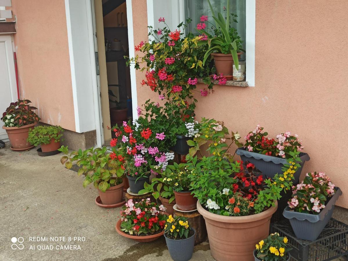 Guesthouse Blazenka Hodak セリステ・ドゥレズニツコ エクステリア 写真